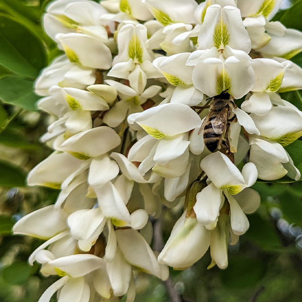 Fleur