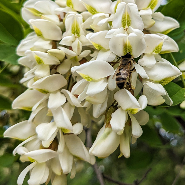 Fleurs