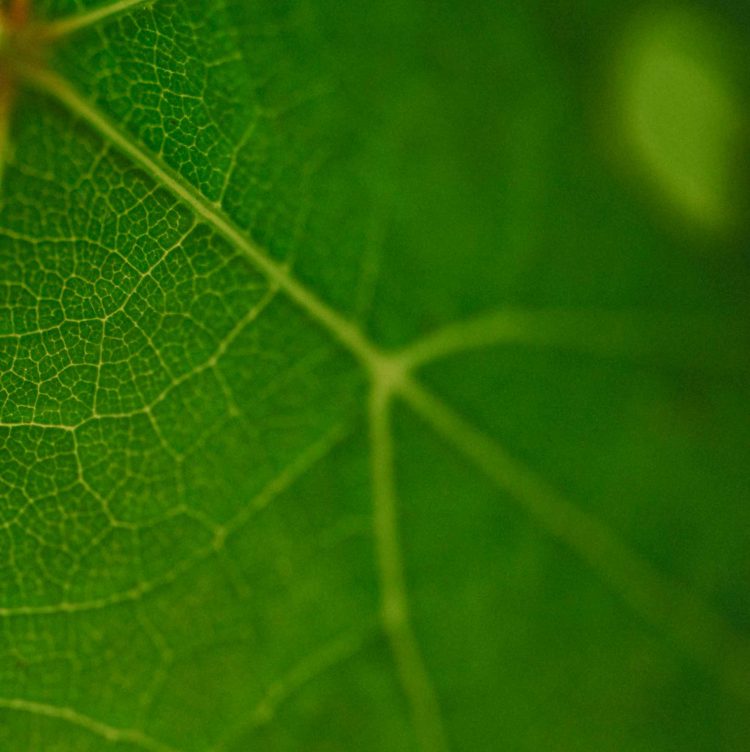 feuille de vigne