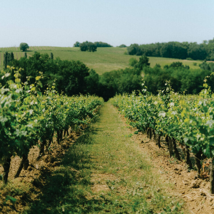 Champ de vignes